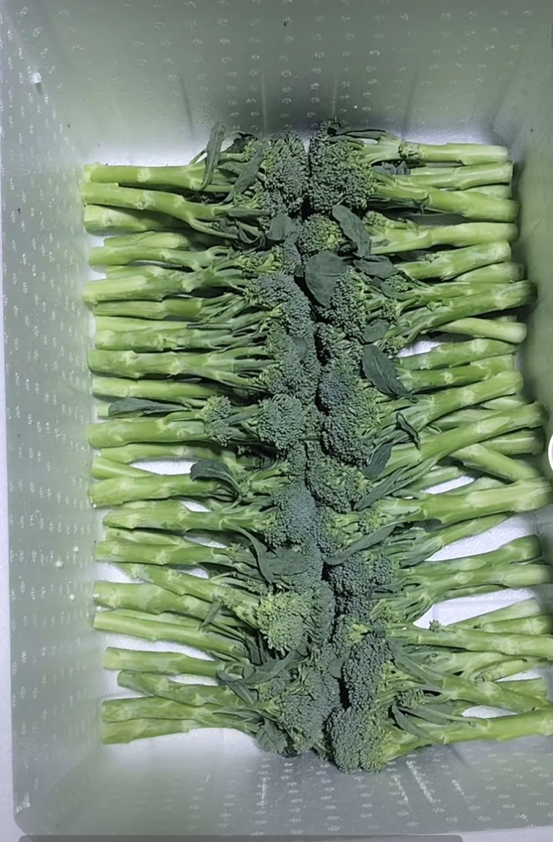 高原生态种植量大从优