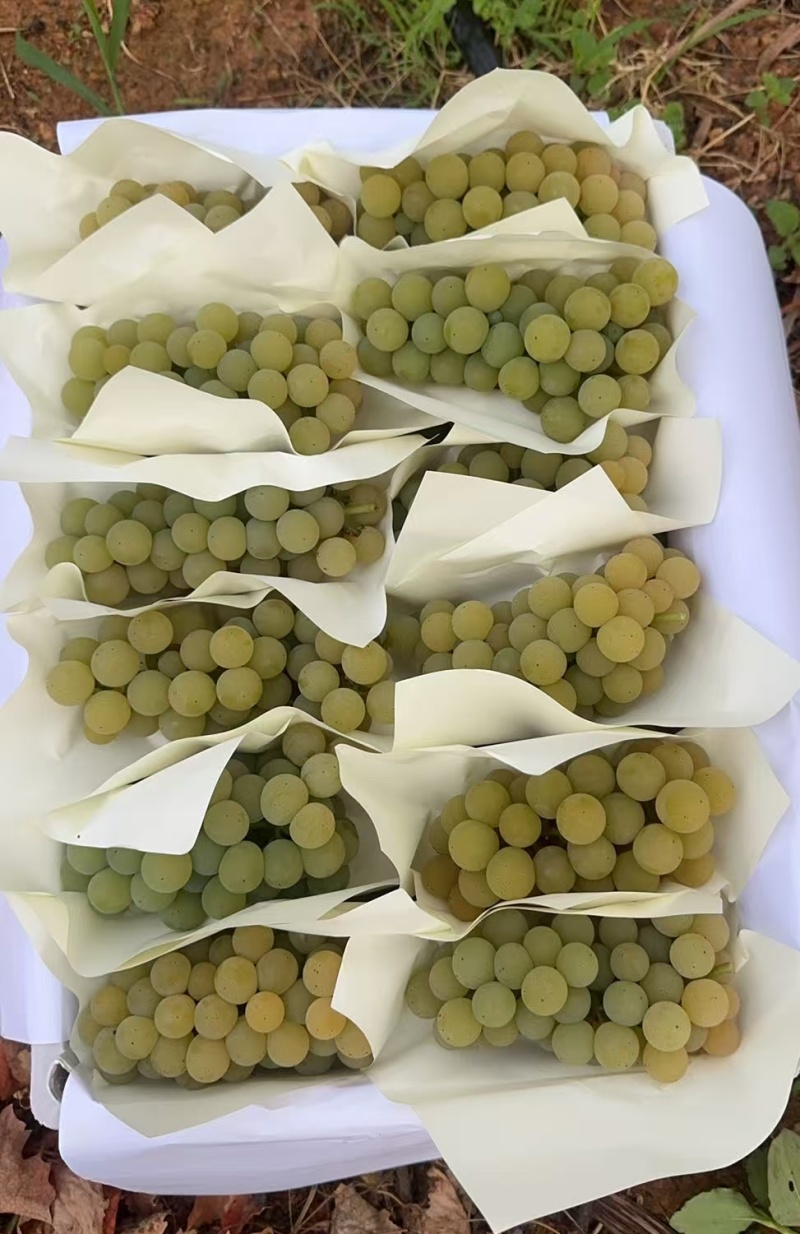 云南香水葡萄精品