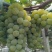 云南香水葡萄精品