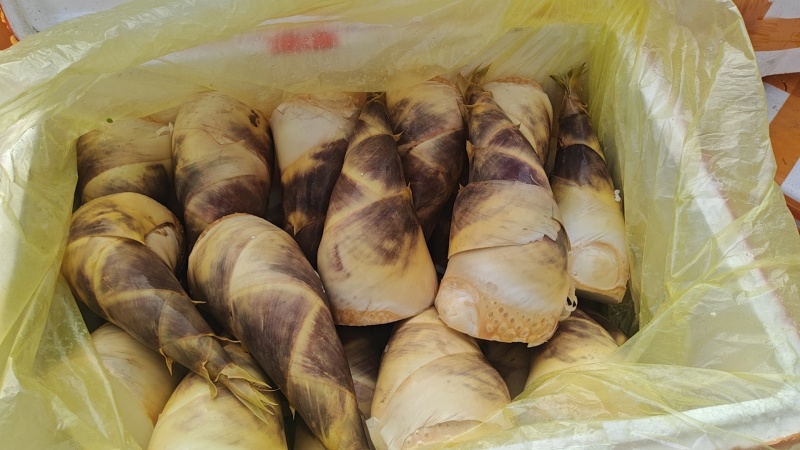 温州鳌江精品马蹄笋绿笋大量有货欢迎各位老板全温州批发