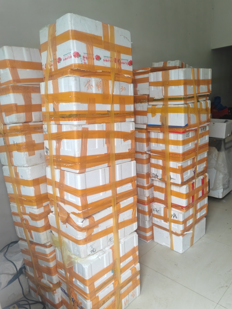 温州鳌江精品马蹄笋绿笋大量有货欢迎各位老板全温州批发