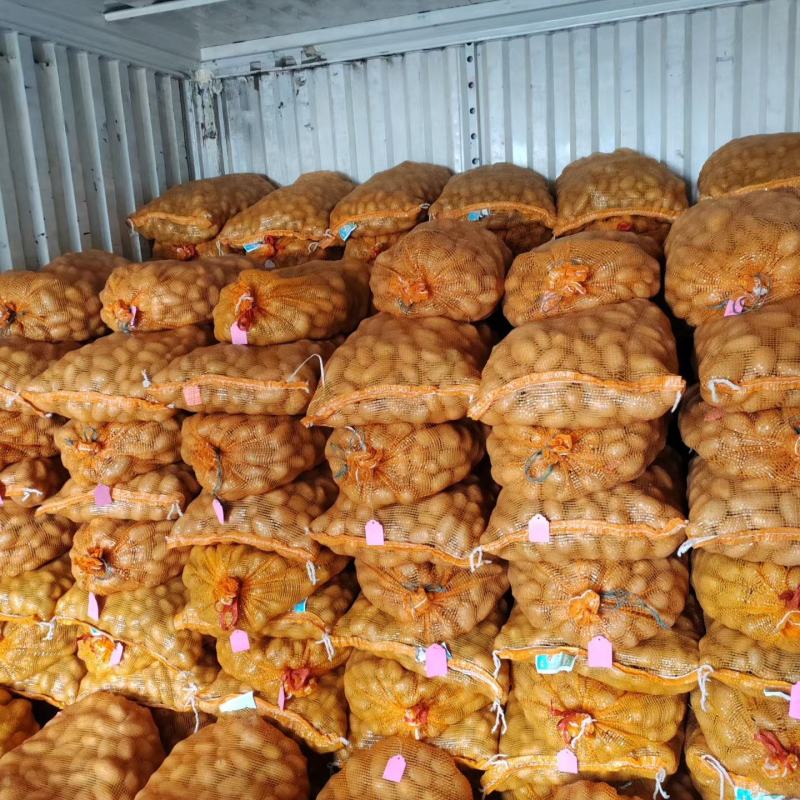 【实力】通许红皮土豆土豆代办供应市场商超电商一手货源