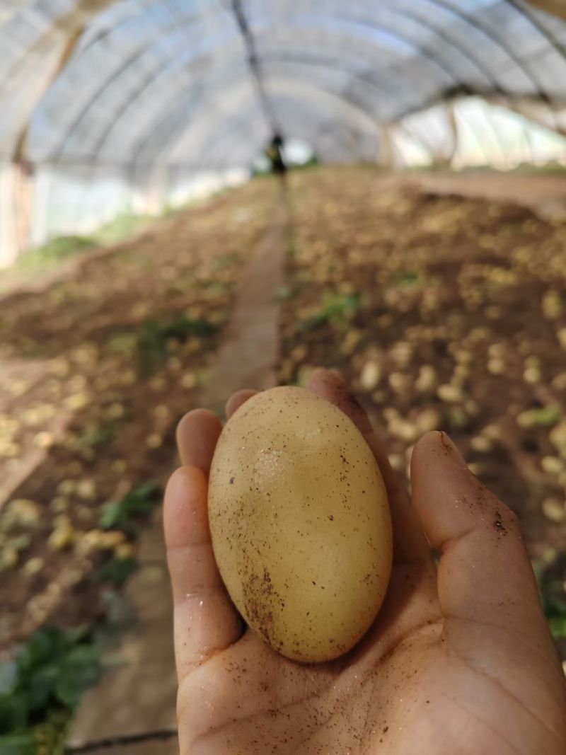 【实力】通许红皮土豆土豆代办供应市场商超电商一手货源
