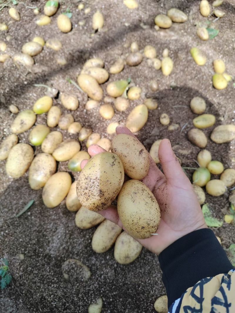 【实力】通许红皮土豆土豆代办供应市场商超电商一手货源
