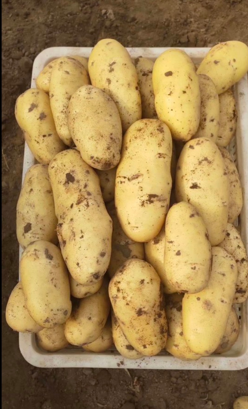 【实力】通许红皮土豆土豆代办供应市场商超电商一手货源