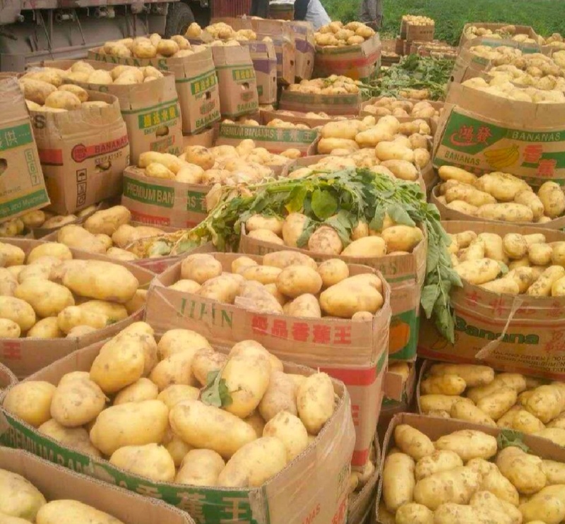 【实力】通许红皮土豆土豆代办供应市场商超电商一手货源