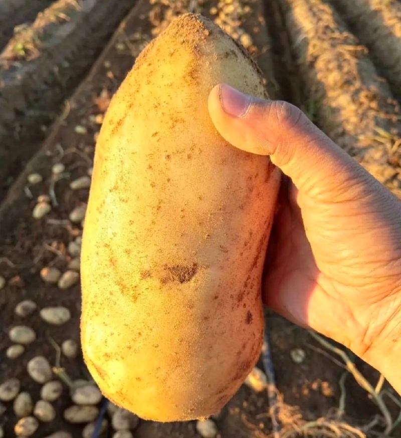 【实力】通许红皮土豆土豆代办供应市场商超电商一手货源