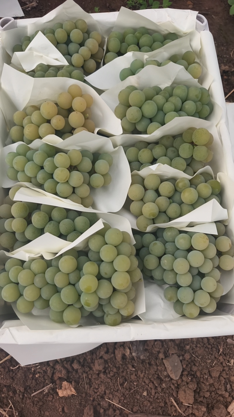 云南香水葡萄酸甜耐储存优质品种适合商超电商