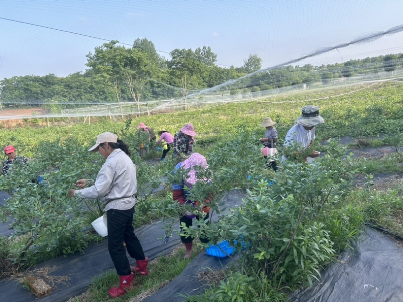 合肥肥西木兰农场蓝莓