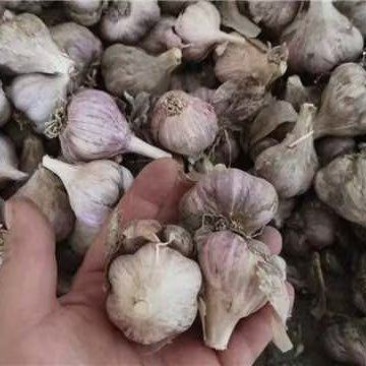 四川软叶蒜种，大中小规格齐全，品质好可视频看货！