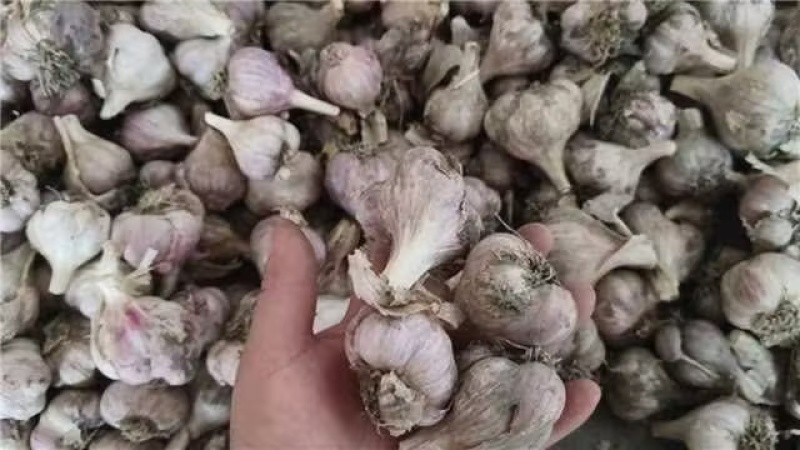 四川软叶蒜种，大中小规格齐全，品质好可视频看货！