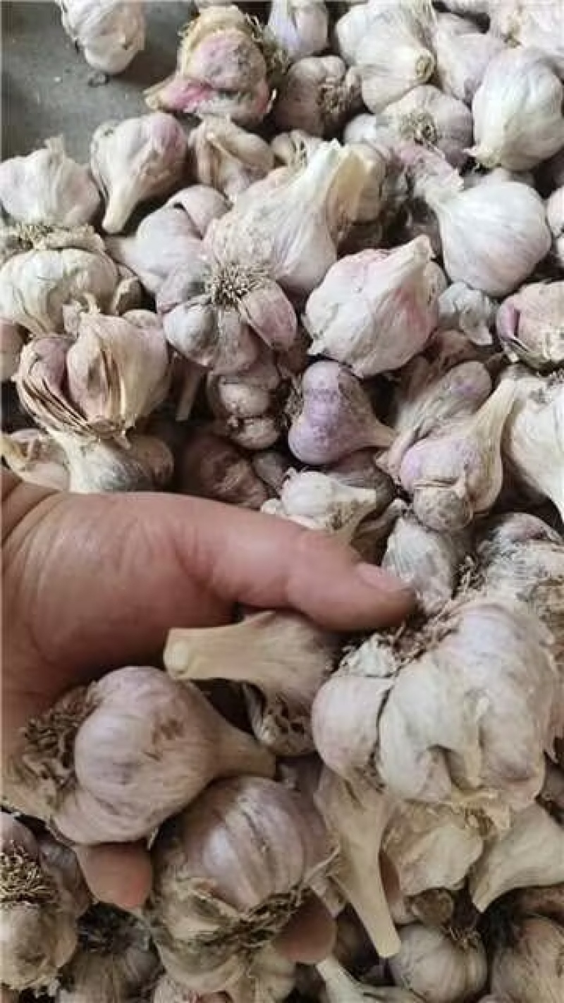 四川软叶蒜种，大中小规格齐全，品质好可视频看货！