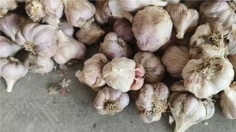 四川软叶蒜种，大中小规格齐全，品质好可视频看货！