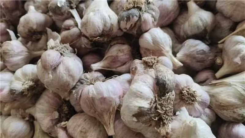 四川软叶蒜种，大中小规格齐全，品质好可视频看货！