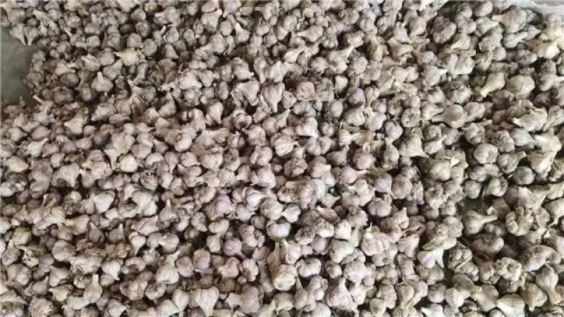 四川软叶蒜种，大中小规格齐全，品质好可视频看货！
