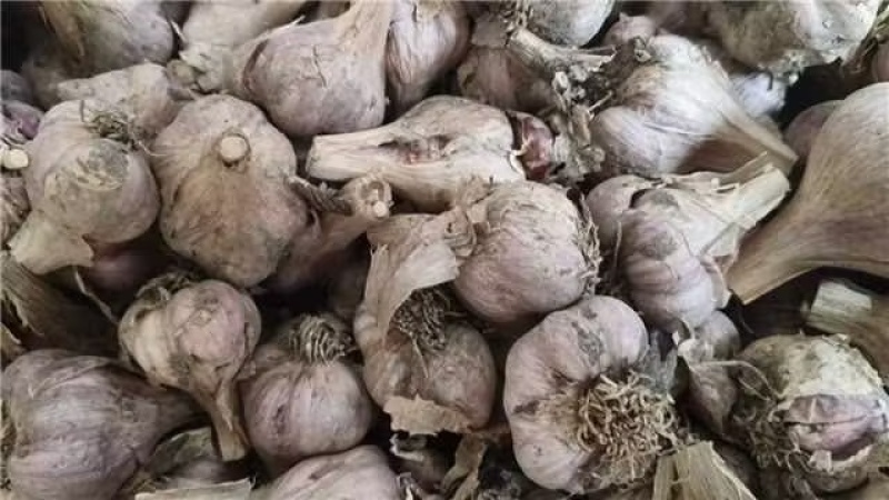 四川软叶蒜种，大中小规格齐全，品质好可视频看货！