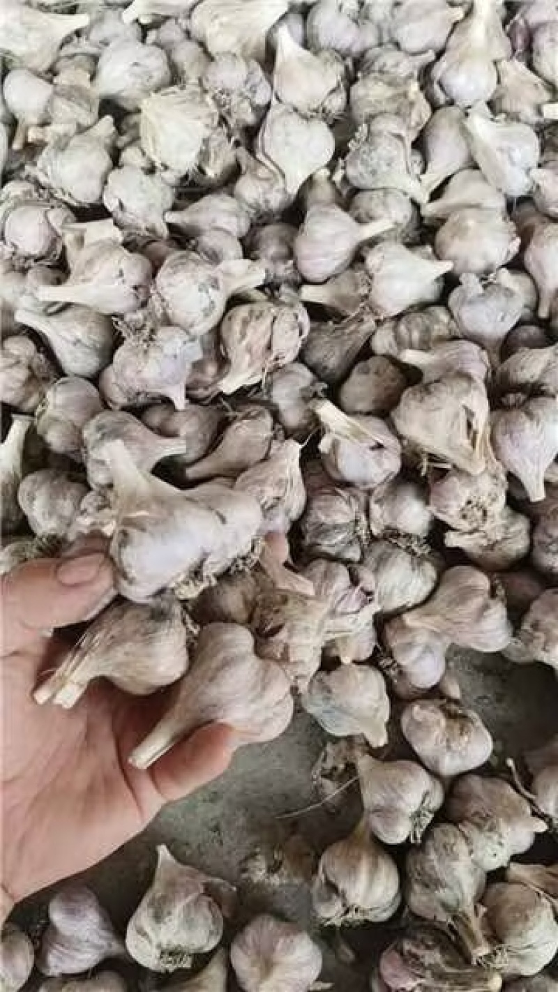 四川软叶蒜种，大中小规格齐全，品质好可视频看货！