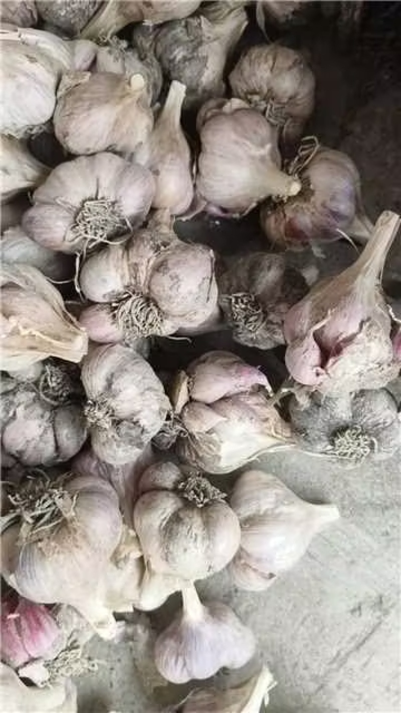 四川软叶蒜种，大中小规格齐全，品质好可视频看货！