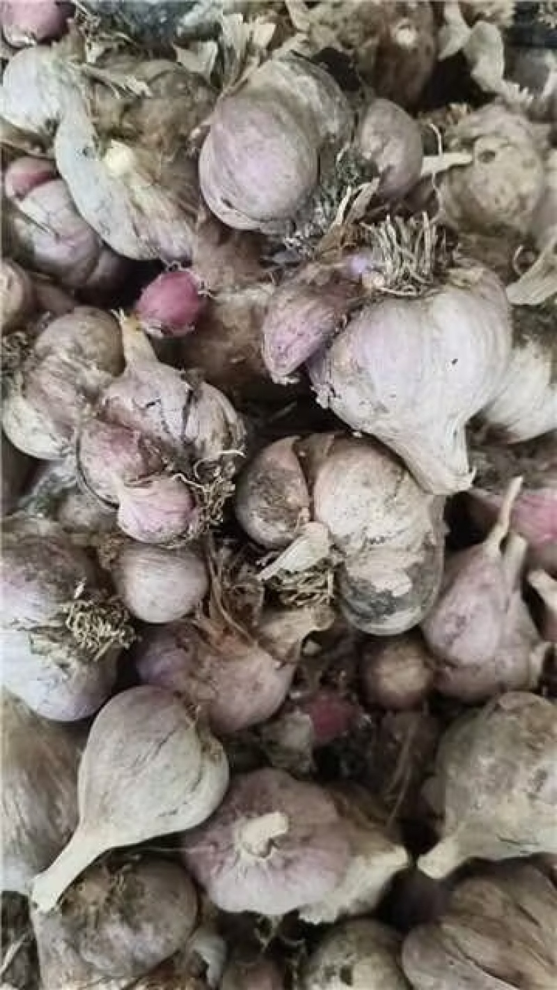 四川软叶蒜种，大中小规格齐全，品质好可视频看货！