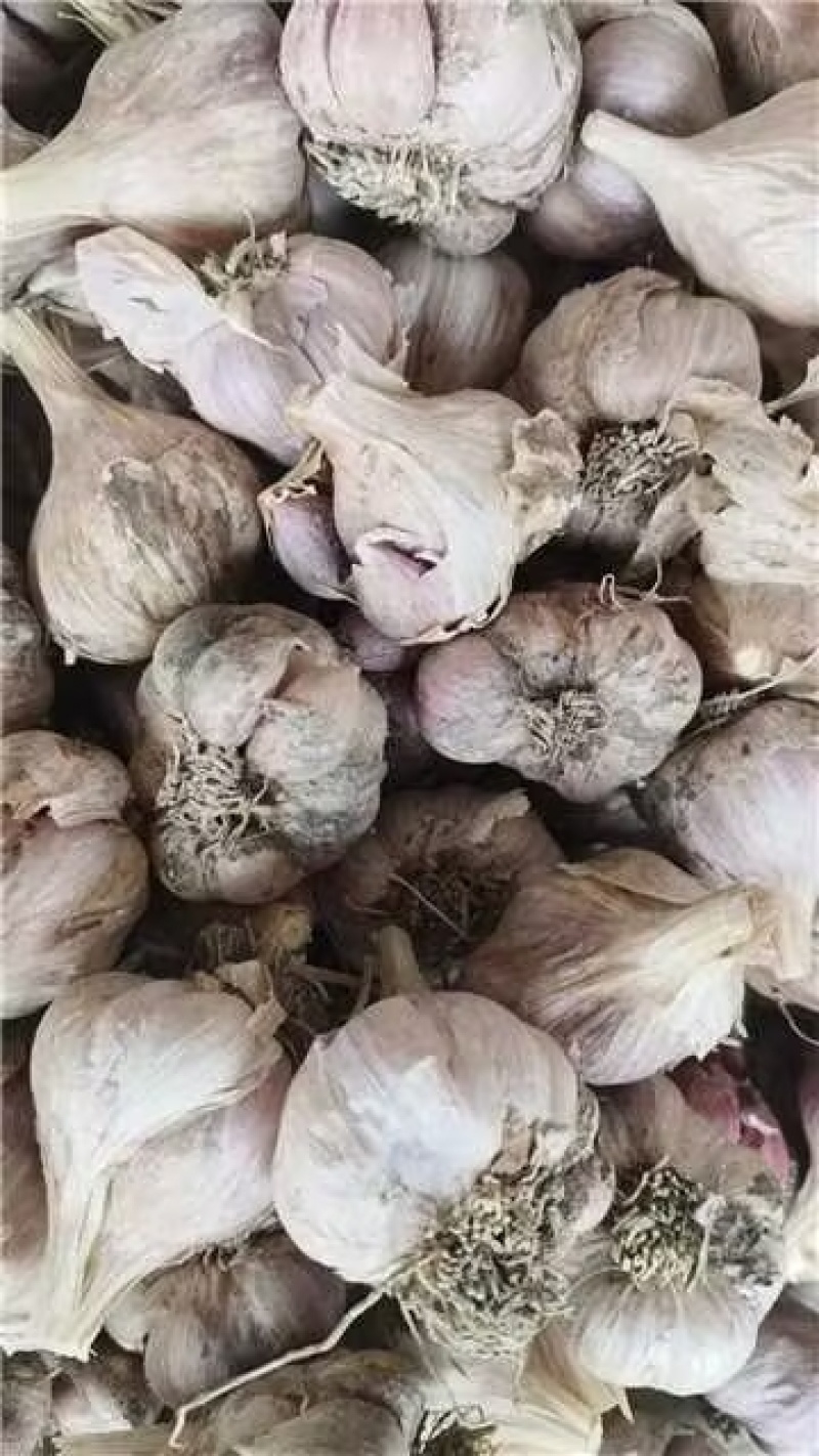 四川软叶蒜种，大中小规格齐全，品质好可视频看货！