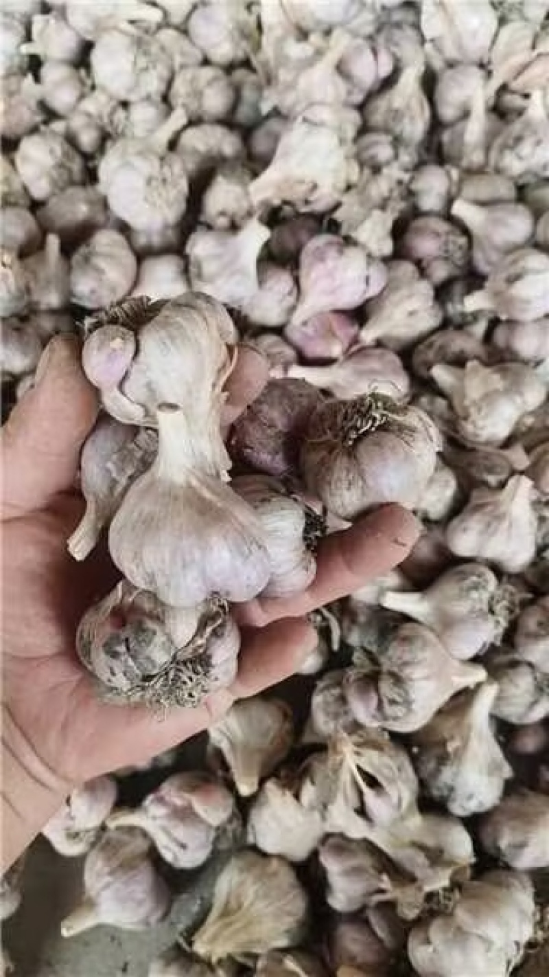 四川软叶蒜种，大中小规格齐全，品质好可视频看货！