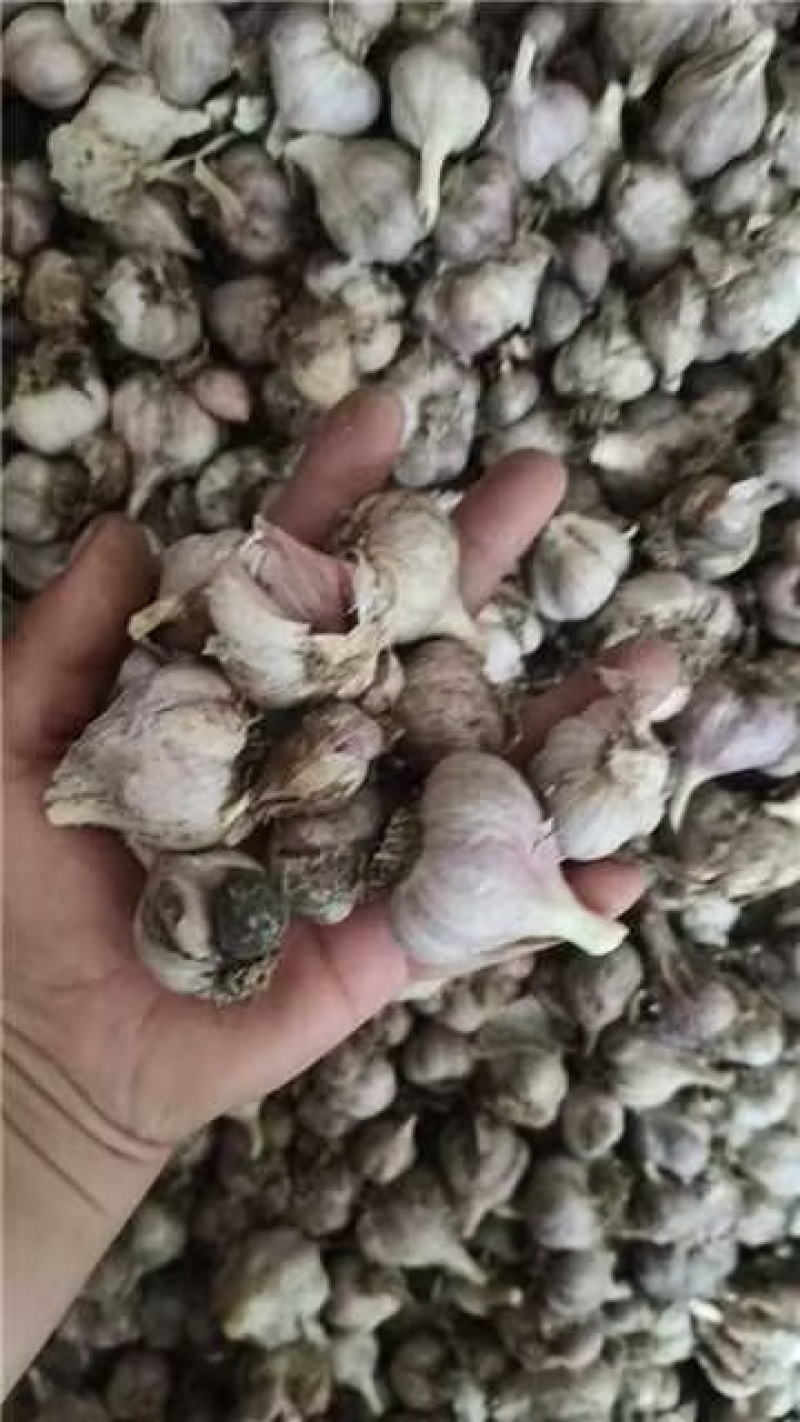 四川软叶蒜种，大中小规格齐全，品质好可视频看货！