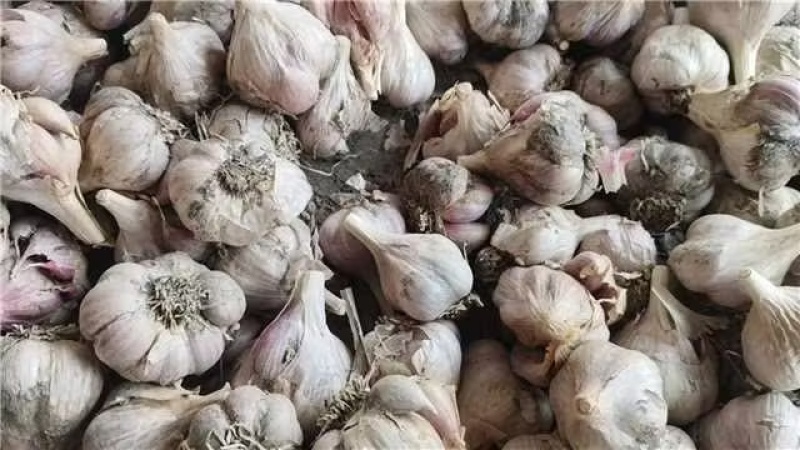 四川软叶蒜种，大中小规格齐全，品质好可视频看货！