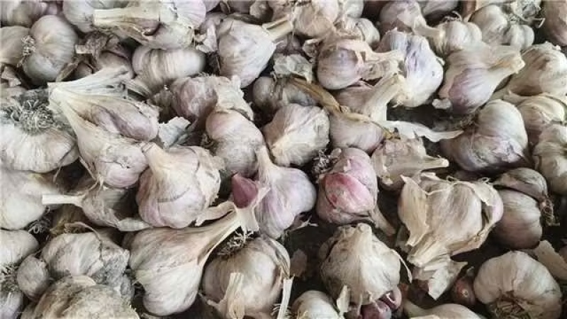 四川软叶蒜种，大中小规格齐全，品质好可视频看货！
