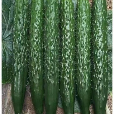 顶花密刺