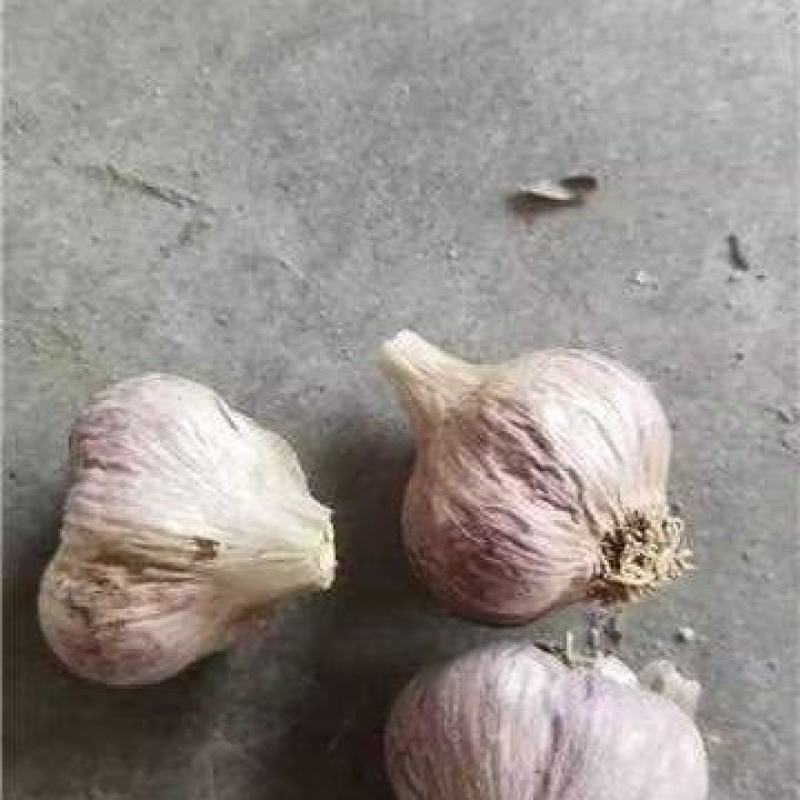 大蒜种子新繁的软叶蒜种，四六瓣产地直供量大从优