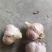 大蒜种子新繁的软叶蒜种，四六瓣产地直供量大从优