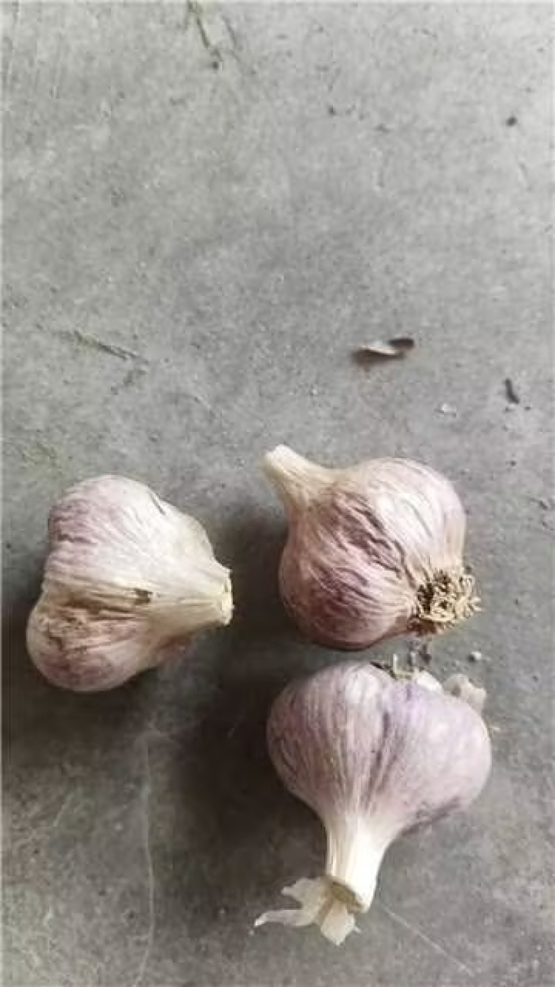 大蒜种子新繁的软叶蒜种，四六瓣产地直供量大从优
