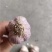 大蒜种子新繁的软叶蒜种，四六瓣产地直供量大从优
