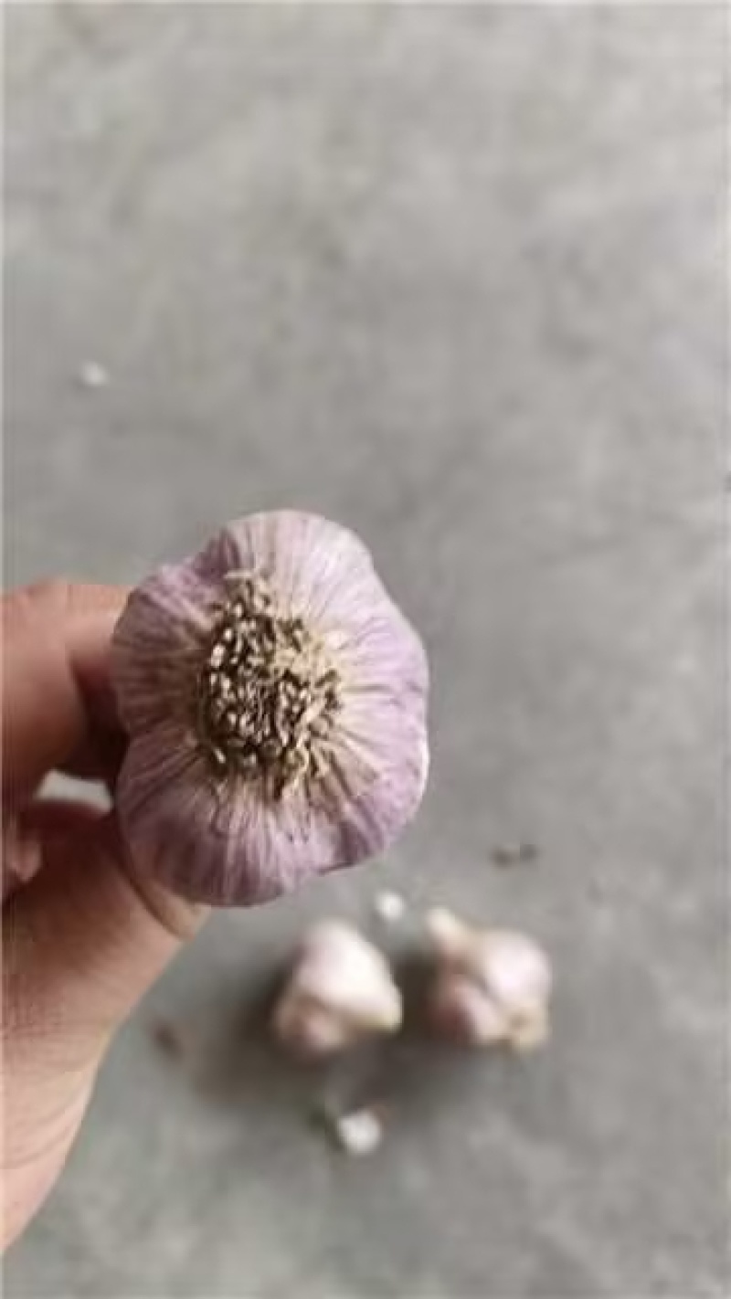 大蒜种子新繁的软叶蒜种，四六瓣产地直供量大从优