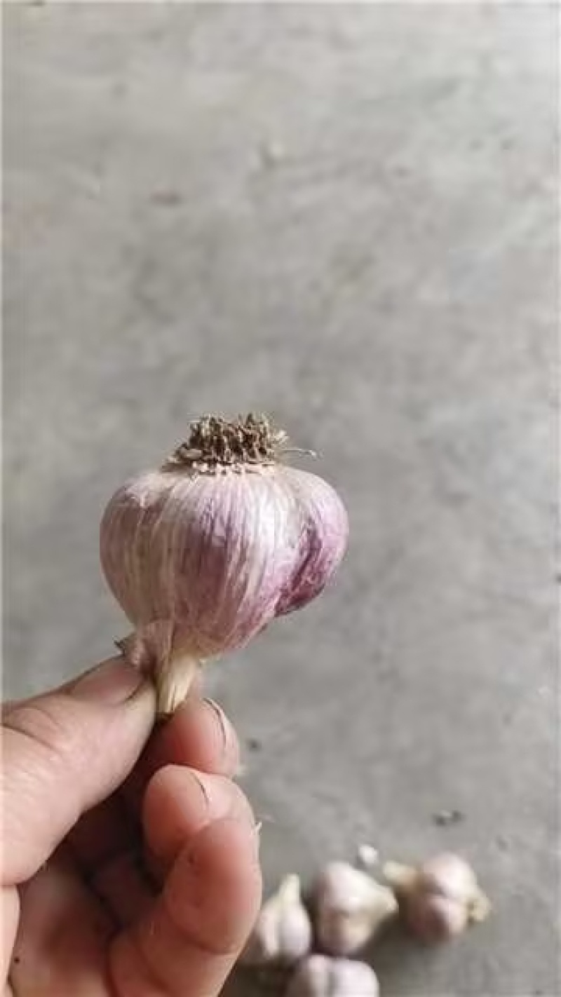 大蒜种子新繁的软叶蒜种，四六瓣产地直供量大从优