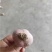 大蒜种子新繁的软叶蒜种，四六瓣产地直供量大从优