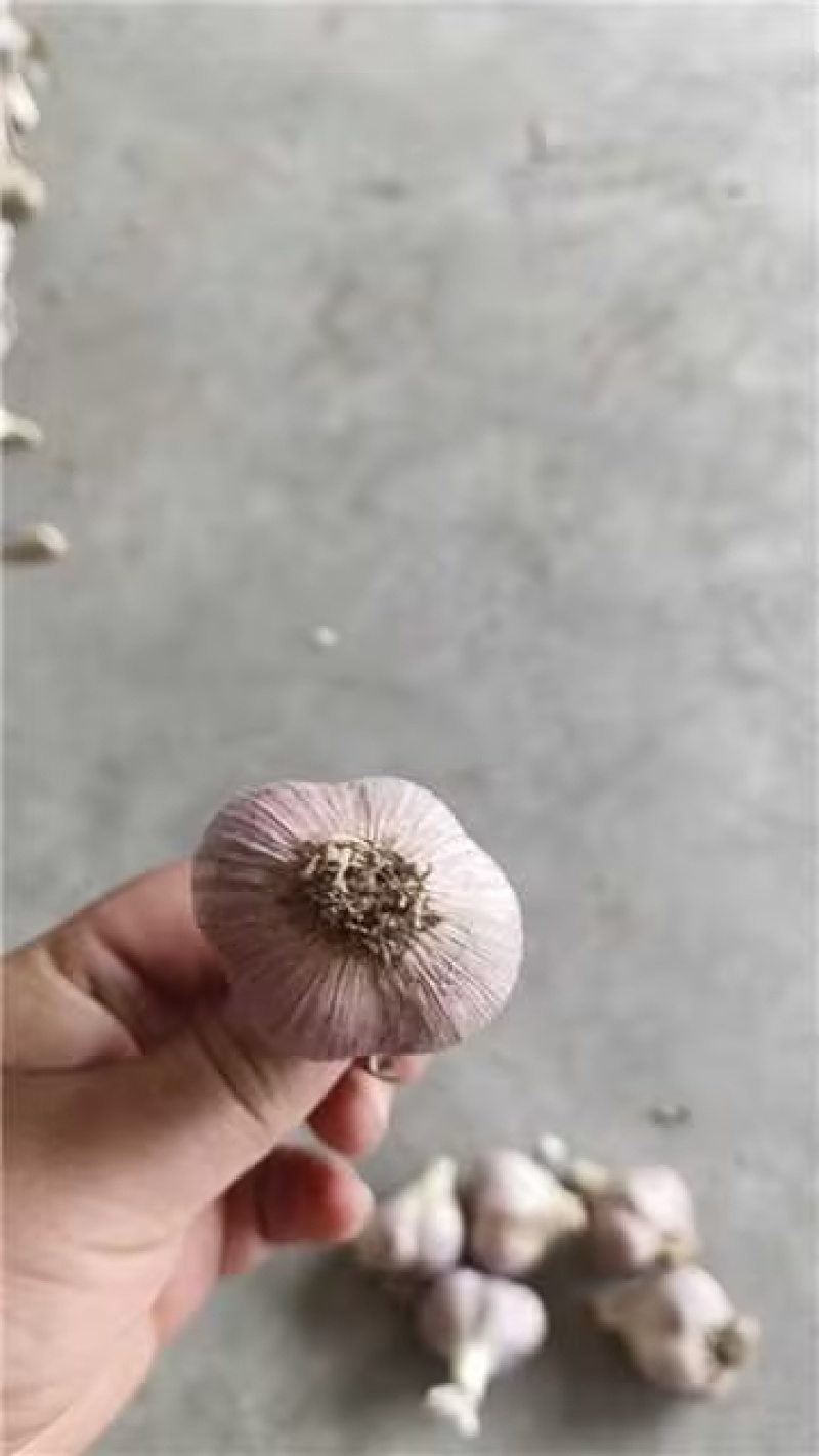 大蒜种子新繁的软叶蒜种，四六瓣产地直供量大从优