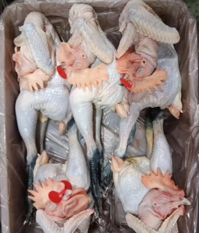 当日杀，当日送，当日达，黑瑶大公鸡