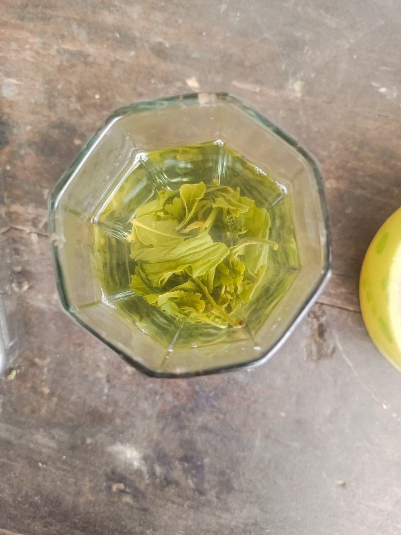 批发绿茶