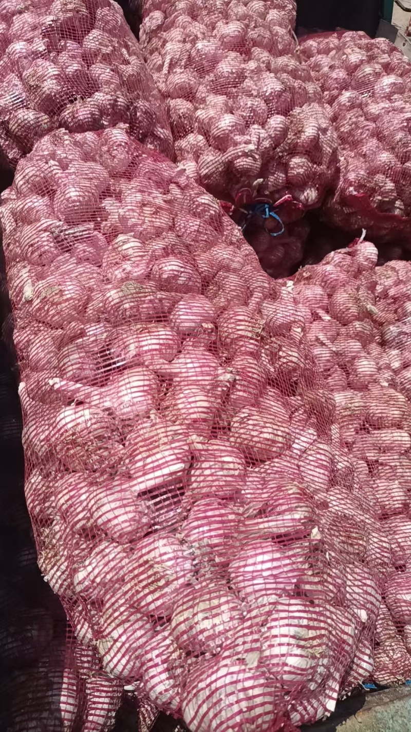 早熟干蒜/可做种子/河南中牟基地供货/货量充足