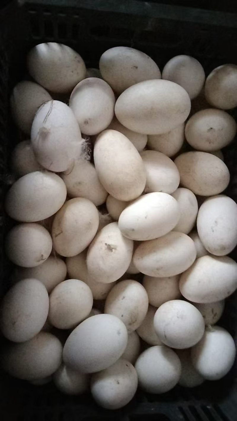 鹅蛋鲜鹅蛋土鹅蛋农家鹅蛋鹅种蛋商品鹅蛋三花鹅蛋大鹅蛋东北鹅蛋