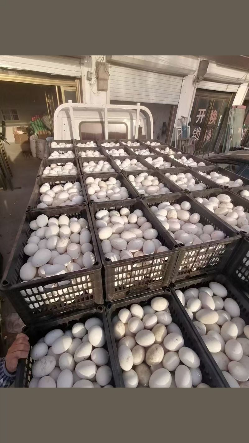 鹅蛋鲜鹅蛋土鹅蛋农家鹅蛋鹅种蛋商品鹅蛋三花鹅蛋大鹅蛋东北鹅蛋