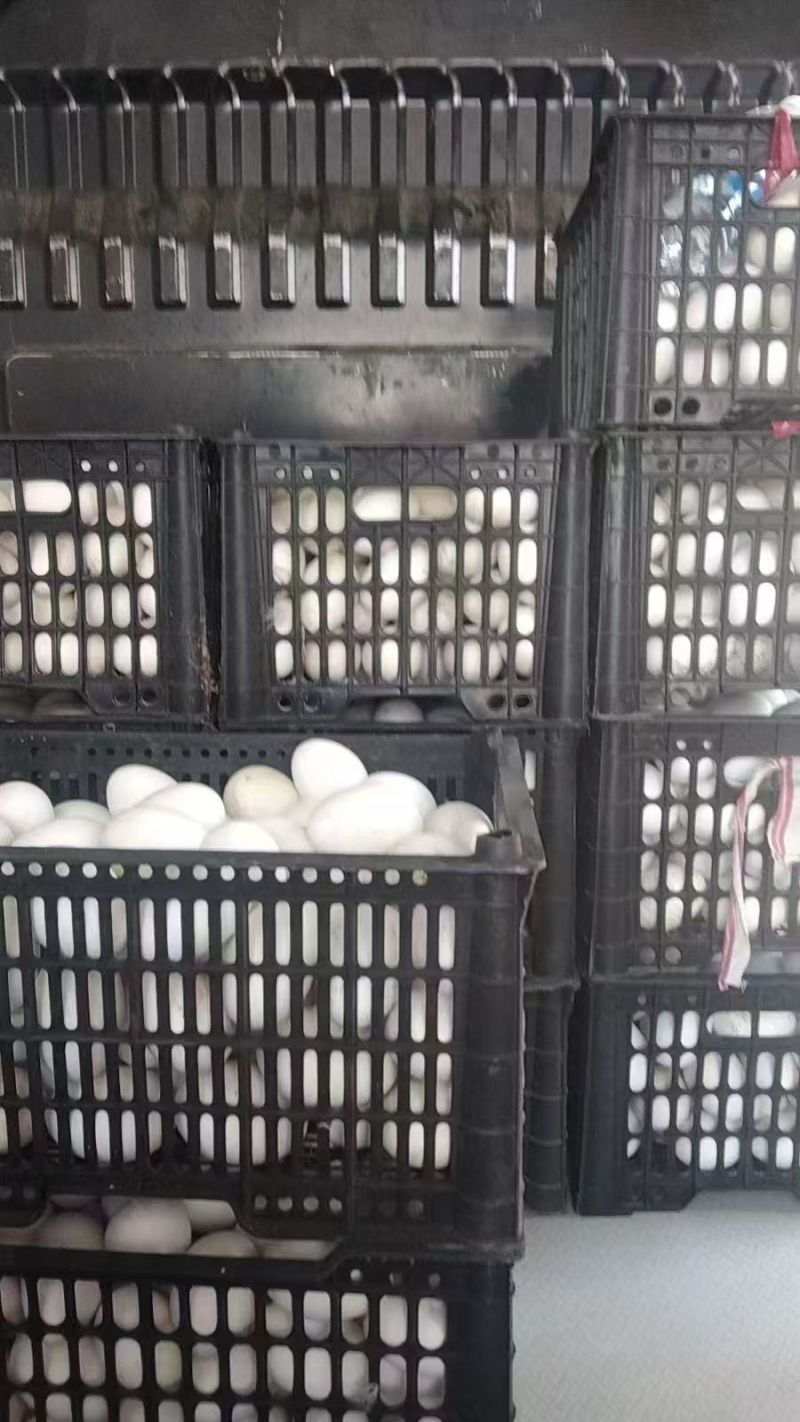 鹅蛋鲜鹅蛋土鹅蛋农家鹅蛋鹅种蛋商品鹅蛋三花鹅蛋大鹅蛋东北鹅蛋
