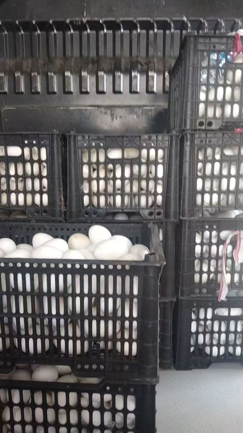 鹅蛋鲜鹅蛋土鹅蛋农家鹅蛋鹅种蛋商品鹅蛋三花鹅蛋大鹅蛋东北鹅蛋