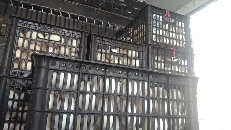 鹅蛋鲜鹅蛋土鹅蛋农家鹅蛋鹅种蛋商品鹅蛋三花鹅蛋大鹅蛋东北鹅蛋