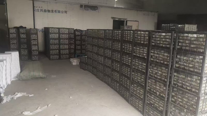 鹅蛋鲜鹅蛋土鹅蛋农家鹅蛋鹅种蛋商品鹅蛋三花鹅蛋大鹅蛋东北鹅蛋
