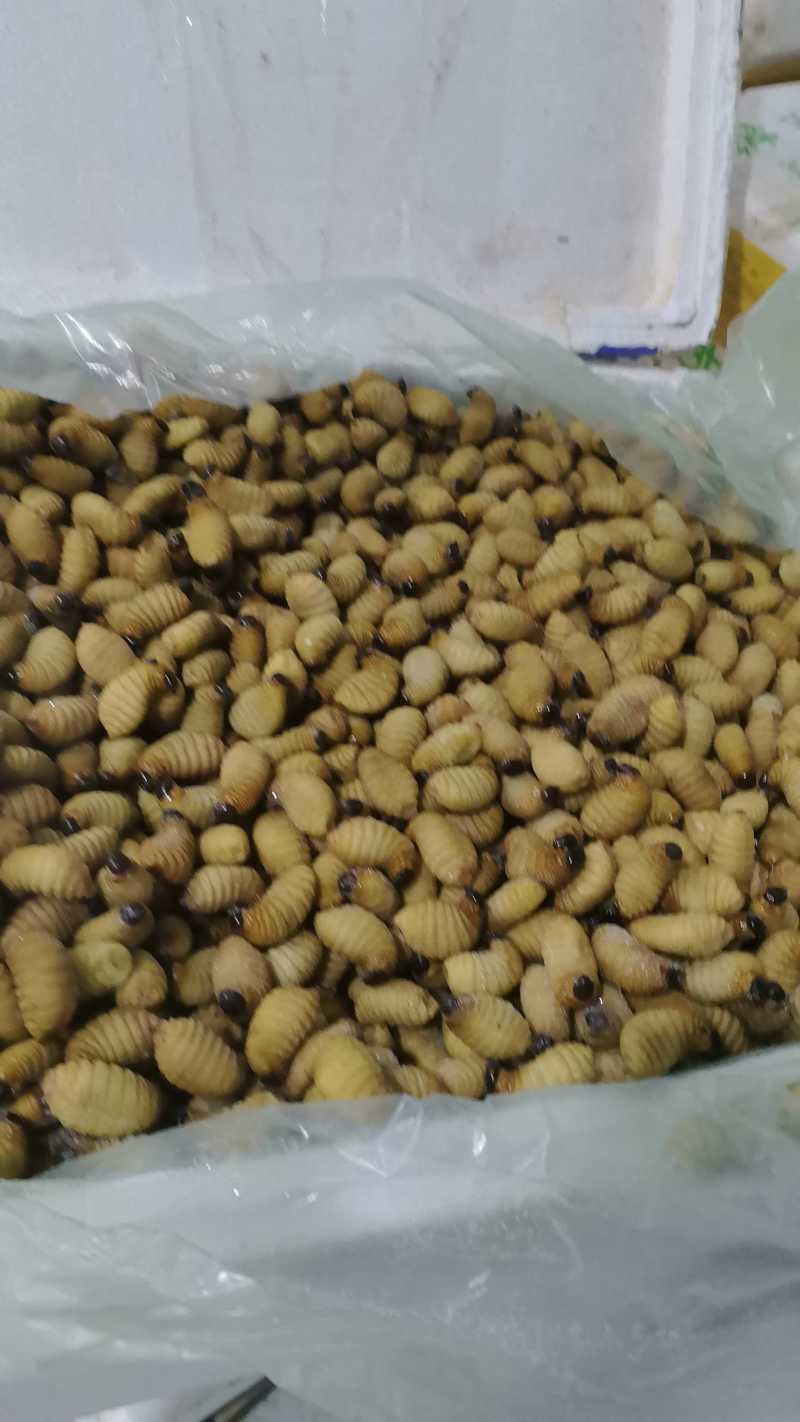 竹笋虫基地直供品质优可视频看货欢迎咨询来电