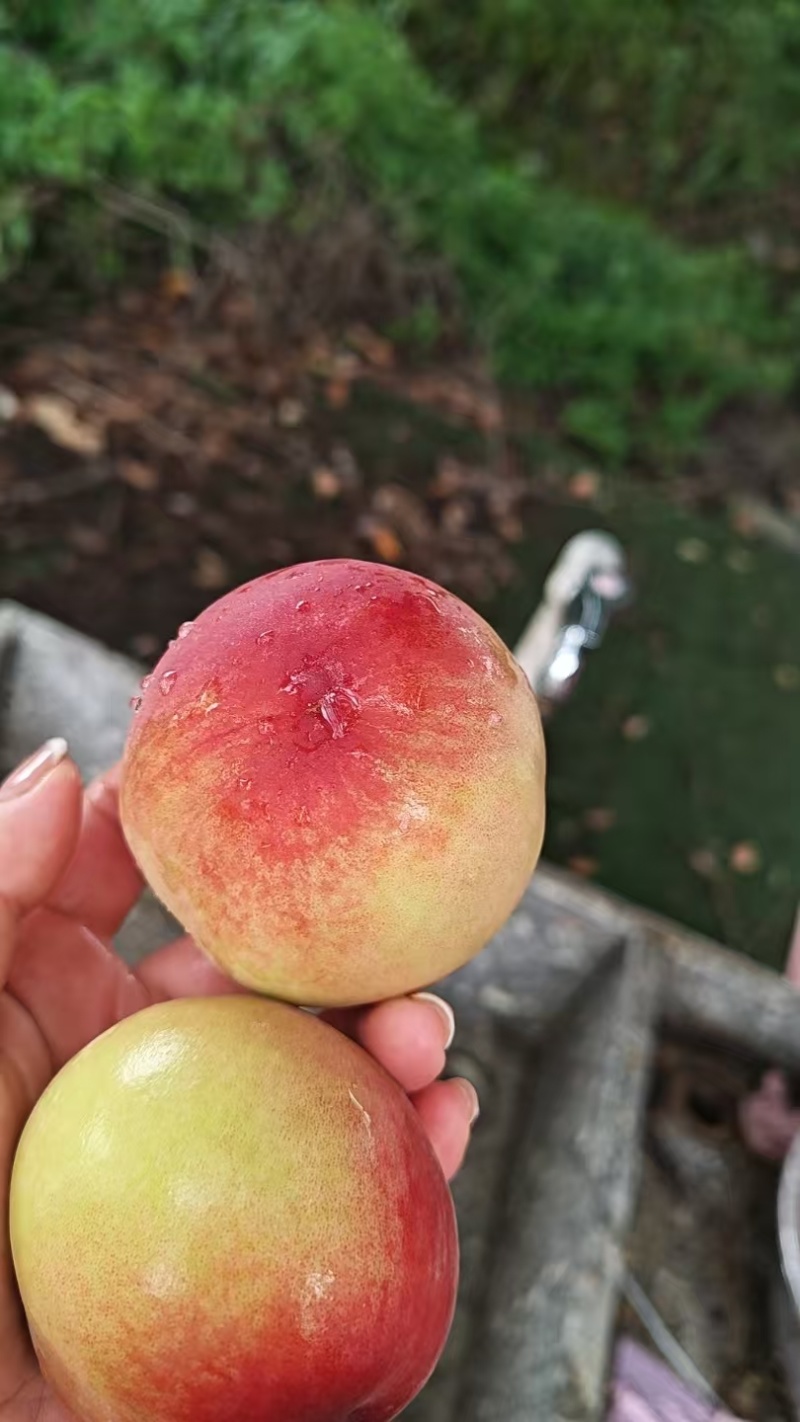 凤桥水蜜桃，硬吃脆甜熟了剥皮味鲜多汁，期待各