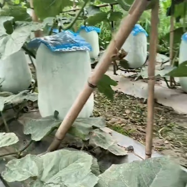 白皮吊冬瓜单瓜约30斤，可视频验证，可电话联系。