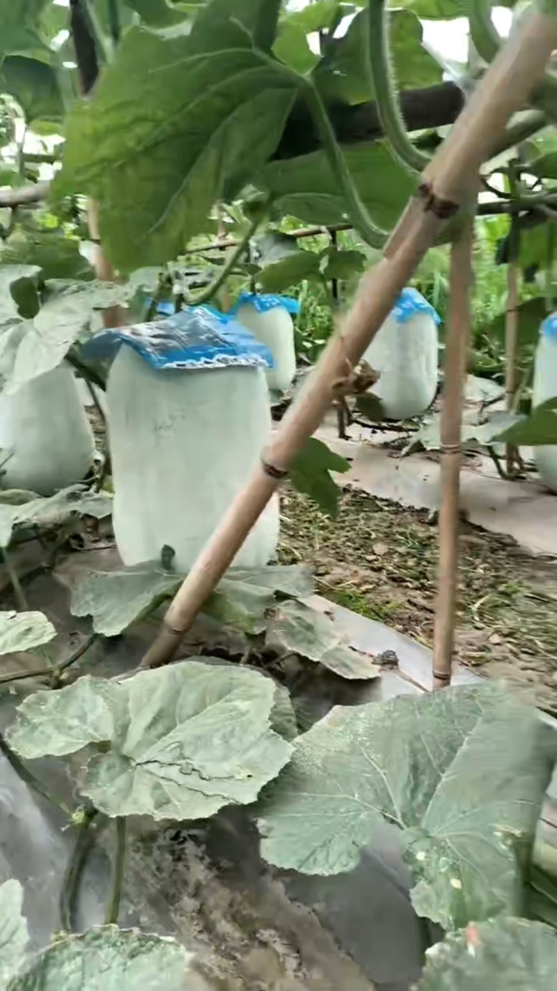 白皮吊冬瓜单瓜约30斤，可视频验证，可电话联系。